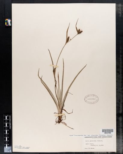 Carex flaccosperma
