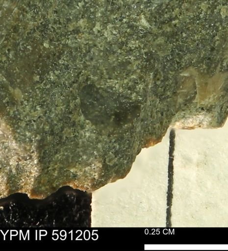 undet. Mollusca