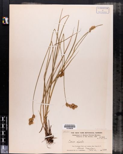 Carex