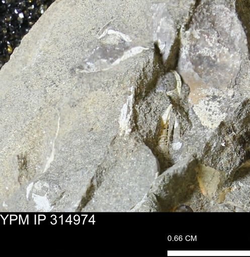 undet. Mollusca