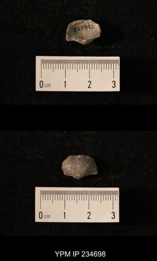 Marginifera splendens
