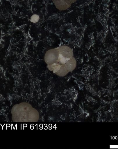undet. Rugoglobigerinidae