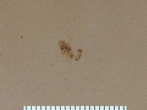 undet. Diptera