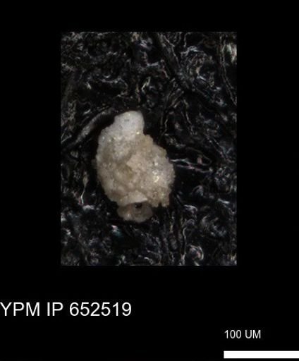 undet. Foraminiferida