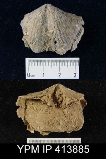 Spinocyrtia?