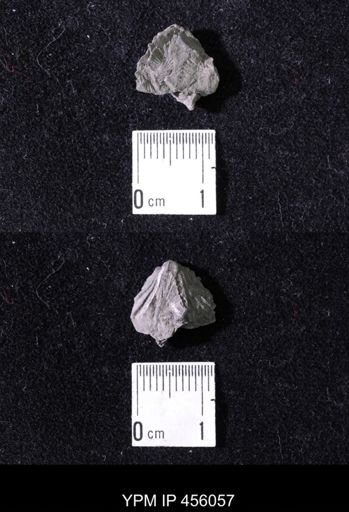 Platystrophia sp.
