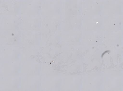 Stromatospongia norae