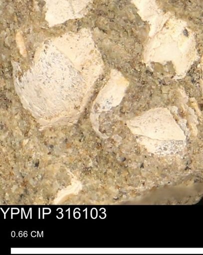 undet. Gastropoda