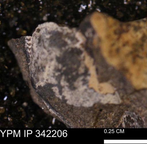 undet. Gastropoda