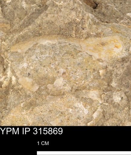 undet. Mollusca