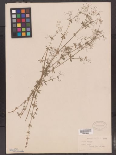 Galium mollugo