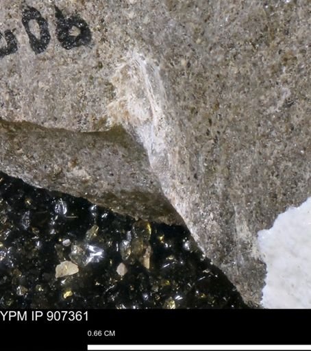undet. Mollusca