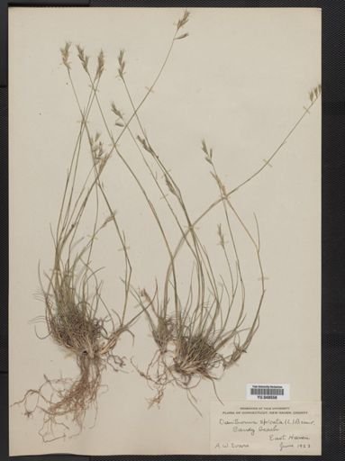 Danthonia spicata