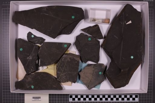 mixed taxa, stratigraphic collection