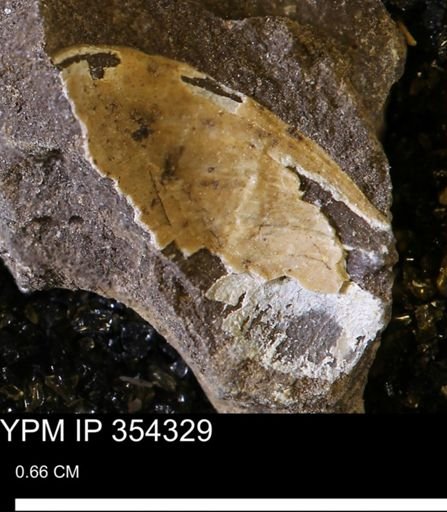 undet. Bivalvia