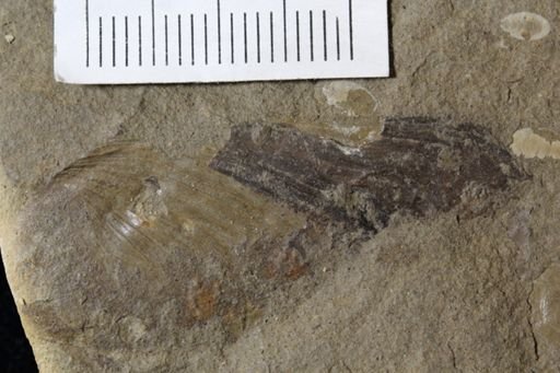 Mollusca