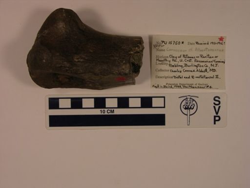 Tyrannosauroidea