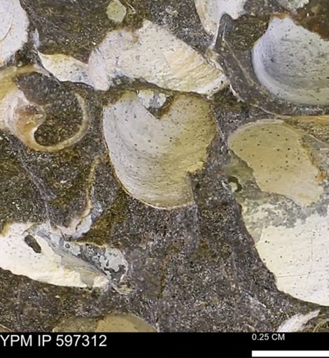 Limopsis striatopunctatus
