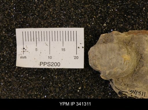 Scaphites sp.