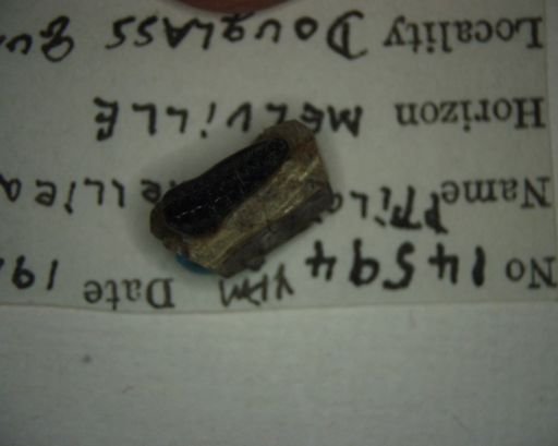 Ptilodus