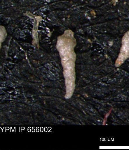 Verneuilinoides kansasensis