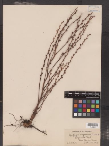 Epifagus virginiana