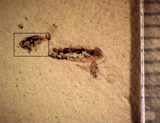 undet. Cryptorhynchinae
