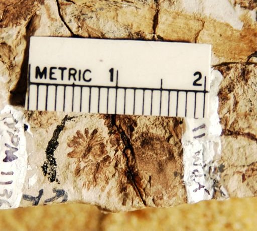 Pteruchus rhaetica