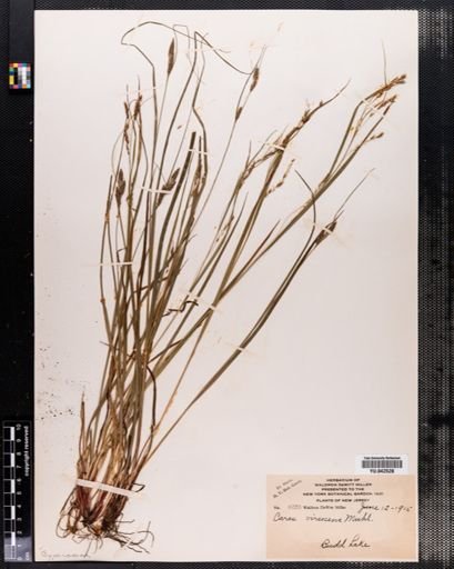 Carex virescens
