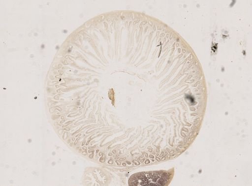 Isospora lacazei