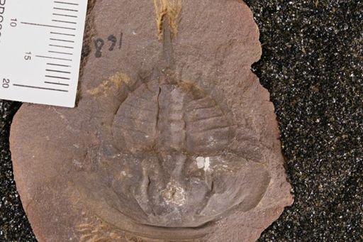 Euproops danae