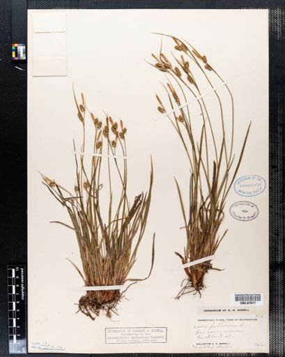 Carex pallescens