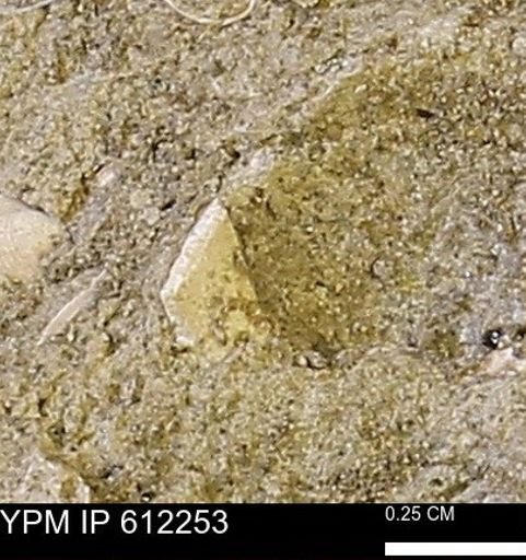 undet. Bivalvia