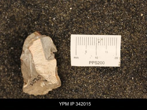 undet. Scaphitidae