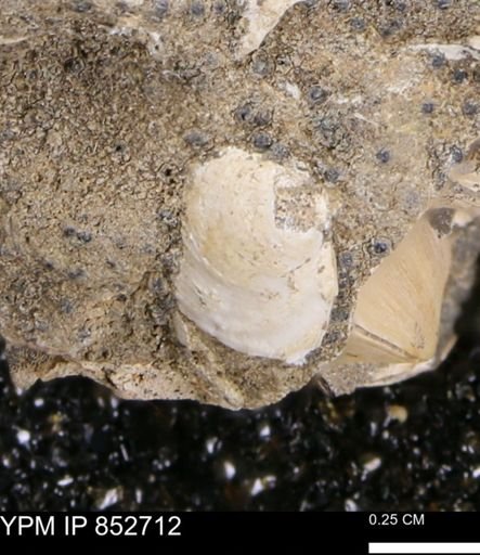 Limopsis striatopunctatus