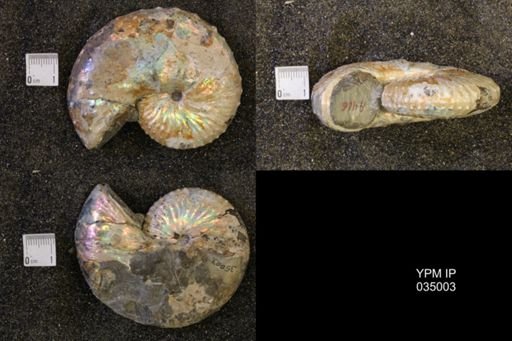 Discoscaphites conradi