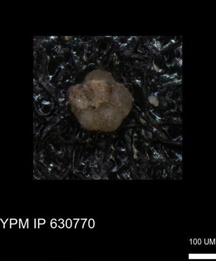 undet. Foraminiferida