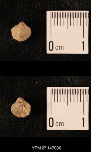 Ambocoelia planoconvexa