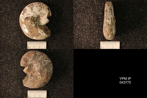 Hoploscaphites nicolletii