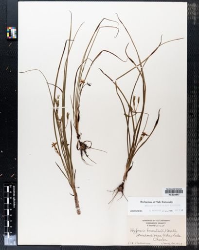 Hypoxis hirsuta