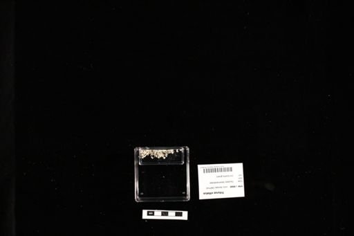 Triturus vittatus