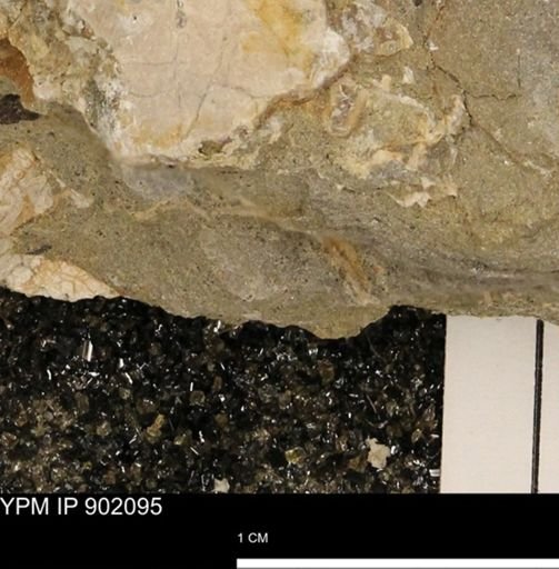 undet. Inoceramidae