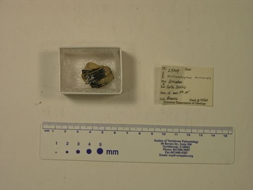 Archaeohyrax suniensis