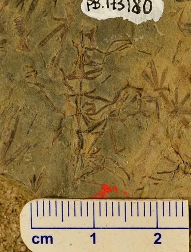 Asterophyllites sp.