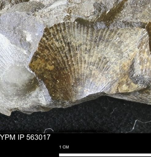 Oxytoma (Hypoxytoma) sp.