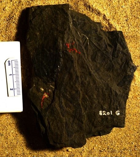 Lepidostrobus variabilis