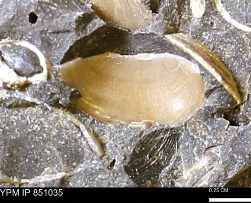 Limopsis striatopunctatus