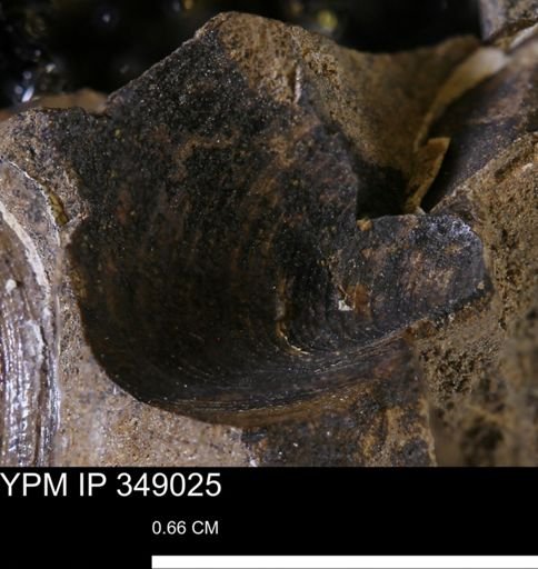 Limopsis striatopunctatus
