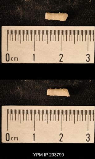 Archaeocidaris sp.