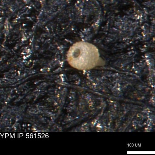 Miliammina ischnia